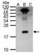 Dengue Virus NS4A antibody, NBP2-42894, Novus Biologicals, Western Blot image 