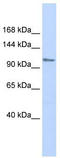 Zinc Finger Protein, FOG Family Member 1 antibody, TA330194, Origene, Western Blot image 