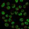 Zinc Fingers And Homeoboxes 2 antibody, HPA006769, Atlas Antibodies, Immunocytochemistry image 