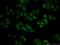 Methyl-CpG Binding Protein 2 antibody, 10861-1-AP, Proteintech Group, Immunofluorescence image 