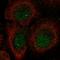 L3MBTL Histone Methyl-Lysine Binding Protein 1 antibody, HPA068051, Atlas Antibodies, Immunofluorescence image 