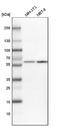 Nucleoporin 54 antibody, NBP1-85899, Novus Biologicals, Western Blot image 