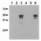 RUNX Family Transcription Factor 3 antibody, ALX-803-320-C100, Enzo Life Sciences, Western Blot image 