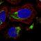 Paired Immunoglobin Like Type 2 Receptor Beta antibody, NBP1-84701, Novus Biologicals, Immunofluorescence image 