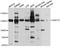 Diaphanous Related Formin 2 antibody, A10209, ABclonal Technology, Western Blot image 