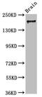 Myosin VA antibody, CSB-PA857430LA01HU, Cusabio, Western Blot image 