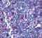 Leukotriene B4 Receptor 2 antibody, PA5-33913, Invitrogen Antibodies, Immunohistochemistry frozen image 