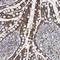Crystallin Zeta antibody, HPA023290, Atlas Antibodies, Immunohistochemistry frozen image 