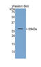 Insulin Like Growth Factor 2 Receptor antibody, LS-C294648, Lifespan Biosciences, Western Blot image 