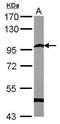 Semaphorin-6A antibody, GTX105083, GeneTex, Western Blot image 