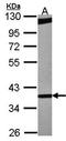 RNA-binding protein 4 antibody, orb73544, Biorbyt, Western Blot image 