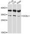 Occludin/ELL Domain Containing 1 antibody, abx126288, Abbexa, Western Blot image 