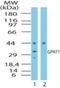 Complement Component 5a Receptor 2 antibody, NB100-56497, Novus Biologicals, Western Blot image 