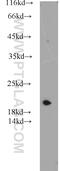 ADP Ribosylation Factor Like GTPase 1 antibody, 16012-1-AP, Proteintech Group, Western Blot image 