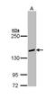 Phospholipase C Gamma 2 antibody, NBP1-33036, Novus Biologicals, Western Blot image 