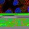WW Domain Containing Oxidoreductase antibody, HPA050992, Atlas Antibodies, Immunocytochemistry image 