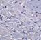 Glycerol-3-Phosphate Acyltransferase, Mitochondrial antibody, 4613, ProSci, Immunohistochemistry frozen image 