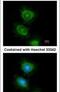 Phospholipase C Gamma 2 antibody, PA5-29250, Invitrogen Antibodies, Immunofluorescence image 