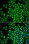 COP9 Signalosome Subunit 5 antibody, LS-C748453, Lifespan Biosciences, Immunofluorescence image 