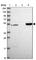 DENN Domain Containing 2D antibody, HPA048642, Atlas Antibodies, Western Blot image 