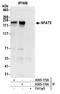 Nuclear factor of activated T-cells 5 antibody, A305-173A, Bethyl Labs, Immunoprecipitation image 