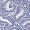 Spermatogenesis Associated 19 antibody, HPA040082, Atlas Antibodies, Immunohistochemistry frozen image 