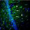 Nectin Cell Adhesion Molecule 2 antibody, GTX54844, GeneTex, Immunohistochemistry frozen image 