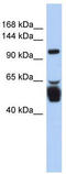 Leucine Rich Repeat Containing 8 VRAC Subunit B antibody, TA341971, Origene, Western Blot image 