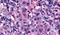 N-Acetylneuraminic Acid Phosphatase antibody, PA5-32941, Invitrogen Antibodies, Immunohistochemistry paraffin image 