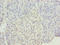 EGF Like Domain Multiple 6 antibody, LS-C378041, Lifespan Biosciences, Immunohistochemistry paraffin image 