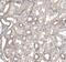 Cell cycle control protein 50A antibody, PA5-53193, Invitrogen Antibodies, Immunohistochemistry frozen image 