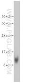 Mitochondrial Ribosomal Protein L27 antibody, 14765-1-AP, Proteintech Group, Western Blot image 