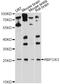 Kallikrein-6 antibody, abx126063, Abbexa, Western Blot image 