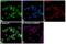 HLA class I histocompatibility antigen, B-27 alpha chain antibody, PA5-35345, Invitrogen Antibodies, Immunofluorescence image 