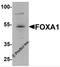 Forkhead Box A1 antibody, 7255, ProSci, Western Blot image 
