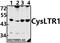 Cysteinyl Leukotriene Receptor 1 antibody, A05393-1, Boster Biological Technology, Western Blot image 