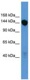 Zinc finger protein basonuclin-2 antibody, TA345222, Origene, Western Blot image 