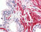 Olfactory receptor 51E1 antibody, TA340839, Origene, Immunohistochemistry frozen image 