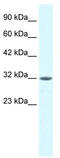 Mortality Factor 4 Like 2 antibody, TA334236, Origene, Western Blot image 