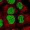 Heterogeneous Nuclear Ribonucleoprotein U Like 1 antibody, HPA046290, Atlas Antibodies, Immunocytochemistry image 