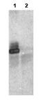 Ring Finger Protein 25 antibody, A10595, Boster Biological Technology, Immunoprecipitation image 