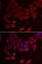 Folliculin antibody, LS-C334752, Lifespan Biosciences, Immunofluorescence image 