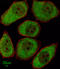 Arachidonate 12-lipoxygenase, 12S-type antibody, LS-B10714, Lifespan Biosciences, Immunofluorescence image 