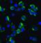 Axin-2 antibody, 6163, ProSci Inc, Immunofluorescence image 