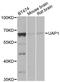 UDP-N-Acetylglucosamine Pyrophosphorylase 1 antibody, A2119, ABclonal Technology, Western Blot image 