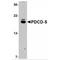 Serine/Threonine Kinase 39 antibody, MBS150142, MyBioSource, Western Blot image 