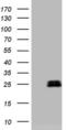Amelotin antibody, MA5-27011, Invitrogen Antibodies, Western Blot image 