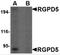 RANBP2 Like And GRIP Domain Containing 6 antibody, 4587, ProSci, Western Blot image 
