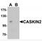 CASK Interacting Protein 2 antibody, MBS150096, MyBioSource, Western Blot image 
