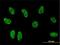 TSC22 Domain Family Member 3 antibody, H00001831-M01, Novus Biologicals, Immunofluorescence image 